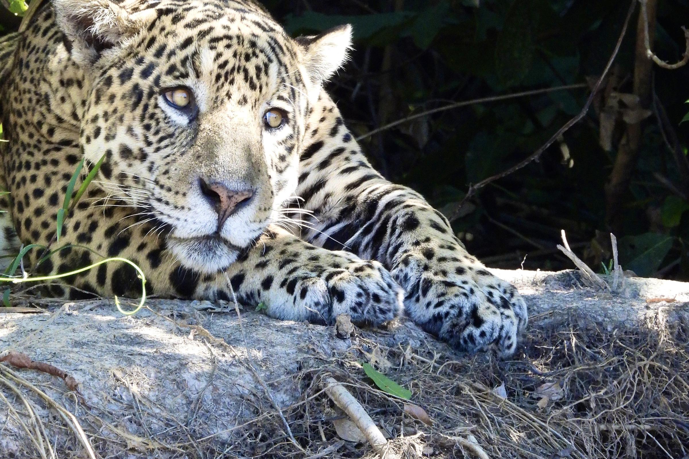 A jaguar resting on a log under leaves