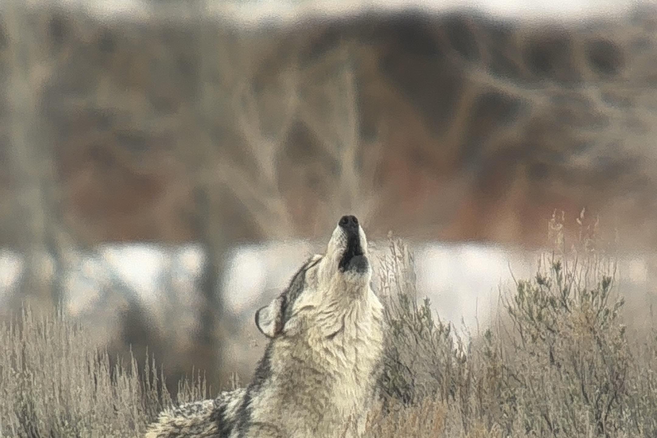 A grey wolf howling in sagebrush